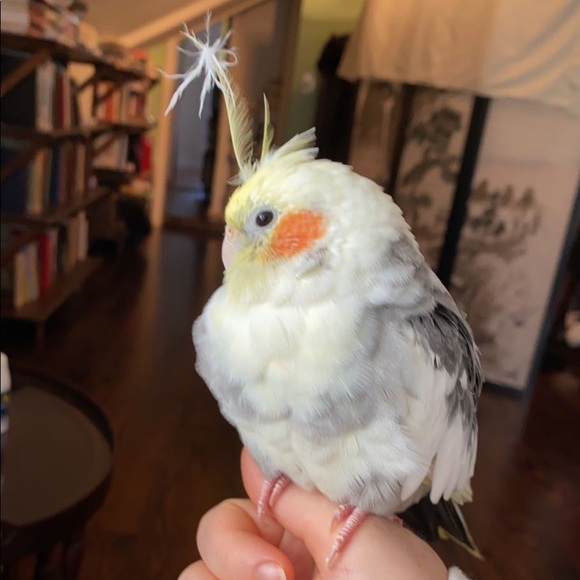 🦜 Meet your Posher, Red 🦜 - Picture 2 of 2